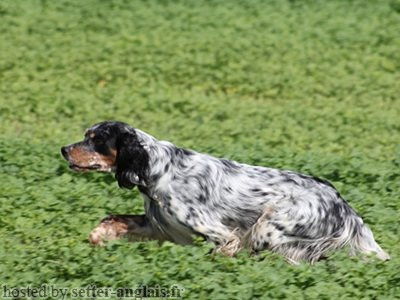 Setter Anglais COLONEL EMSJAGER'S